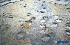 고성조각류 공룡발자국