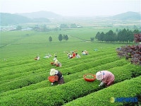 다향 보성, 차 잎 따기 한창