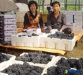 옥천지역 시설 포도 첫 출하