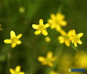 학생4-H한마당 들꽃전시 - 물안개꽃