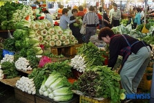 싱싱한 배추 사세요