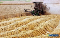 풍성한 보리수확의 계절