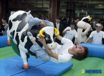 젖소가 사람잡네~!