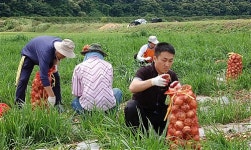 양파 수확 돕는 한국농촌공사 전북본부 직원들