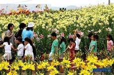 형형색색 화려한 태안 백합꽃 축제