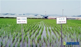 평택시, 축산농가에 논벼, 보리 재배 사료 대채