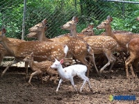 통일촌의 통일기원 흰 꽃사슴 통일