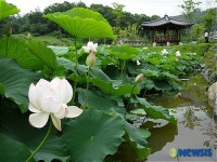 연꽃이 있는 피크닉 공원