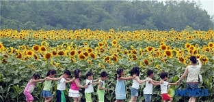 해바라기와 동심