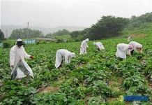 송파구 방이1동 농촌 일손돕기