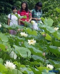 여름철 활짝핀 연꽃과 학생들