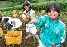 감자캐기하는 농촌체험