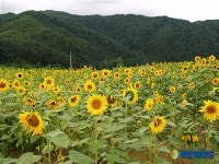 남원산내면 해바라기