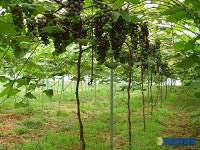 화성포도 대미수출 증가