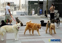 <뉴욕스케치>개 팔자가 상팔자인 뉴욕