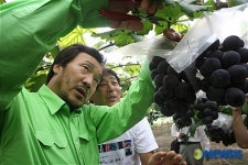 포도수확작업하는 손학규 전 지사