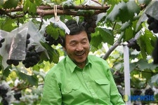 포도수확작업하는 손학규 전 지사