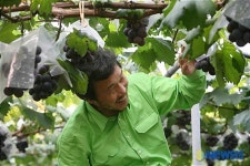 포도수확작업하는 손학규 전 지사