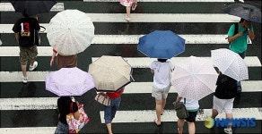 횡단보도 건너는 색색의 우산들