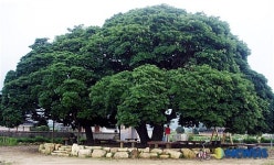 장흥 삼산리 후박나무 등 6건 천연기념물 지정