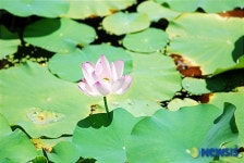 울산 선암수변공원에 핀 연꽃
