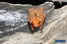 황금박쥐 동해 천곡동굴서 발견