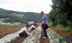 남양주시 불우이웃돕기 배추심기행사