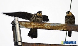 안산시청에서 나타난 새홀리기