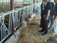 축사 감전사고 소 집단폐사