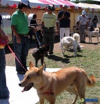 로스엔젤레스 최우수 진도견 선발대회