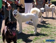 로스엔젤레스 최우수 진도견 선발대회