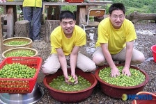 정성이 담긴 매실로 장애인 자립할래요