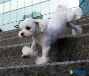 예삐도 명절에 시골 다녀와서 신나요