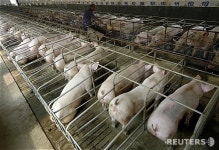 돼지를 키웁시다