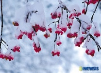 자연을 사랑하는 사람들 - 이성범作 설화(雪花)