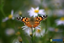 월드컵공원의 자연생태 - 작은멋쟁이나비