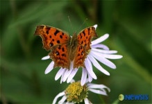 월드컵공원의 자연생태 - 네발나비