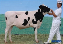 철원젖소 전국 최고 입증