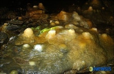 용천동굴에서 자라고 있는 석순