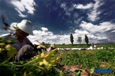 좋은일사진공모전-최상택作 춘천 신매리의 감자캐던 날