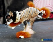 <뉴욕스케치>애견들을 위한 ‘가장무도회’