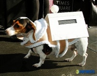 <뉴욕스케치>눈길 끄는 애견 패션