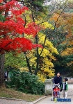 단풍 구경 멀리 갈 필요 있나요