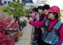 소나무 분재 참 훌륭하게 키웠네~