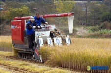 현대차 4공장, 농촌자매마을 벼베기 일손 도와