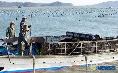 청정해역 해남 햇김 출하