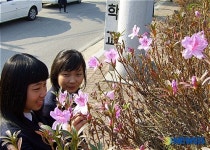 철없는 철쭉 꽃 활짝