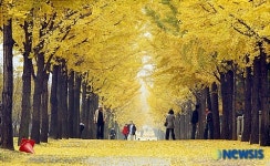 은행나무 터널길에서 데이트 어떠세요