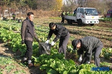 노원소방서, 주말농장에서 수확한 무공해 배추로 직원 위해 김장담궈