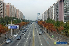 대전 한밭대로 가로수 녹색건전성 최우수